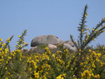 Lande et rochers
